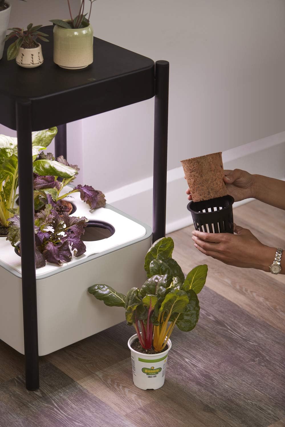 Miracle-Gro - Brandclub - Miracle-Gro Twelve Transplanting Kit