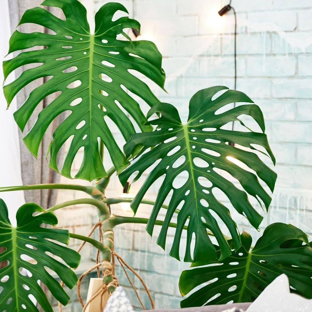 Princess Philodendron Plant, Rare Tropical Variegated Live Indoor Houseplant, 5-8" Tall, No Pot (Mixed Princess Philodendron Plants)