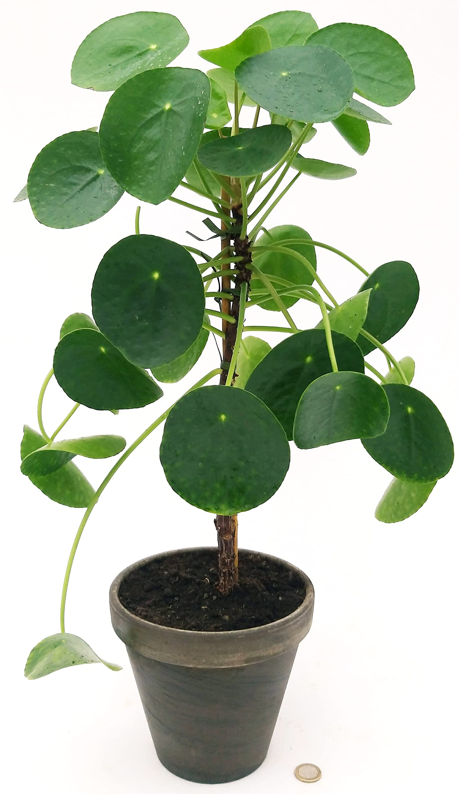 POWERS TO FLOWERS - PILEA PEPEROMIOIDES ESEMPLARE, ALTEZZA 60/70CM, VASO DECORATO 16cm DIAMETRO, pianta vera