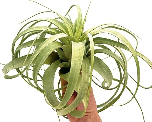 Miniatura 2 de Plantas de aire  Tillandsia Xerographica, gigante de 9-14 pulgadas  1 unidad  Llegada viva garantizada  Plantas de interior para decoración del