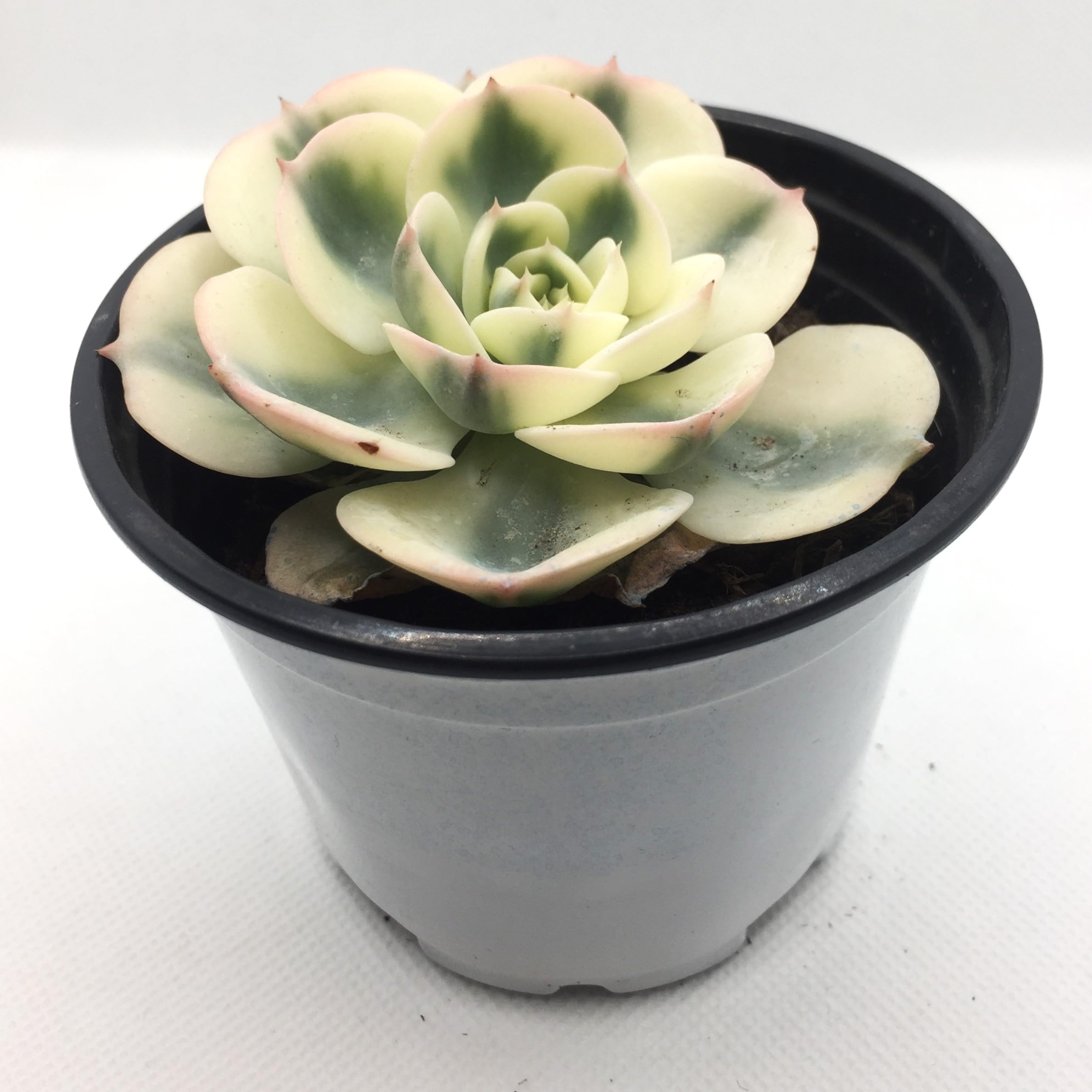 187アンデス錦 希少 良い斑入り カット苗 多肉植物