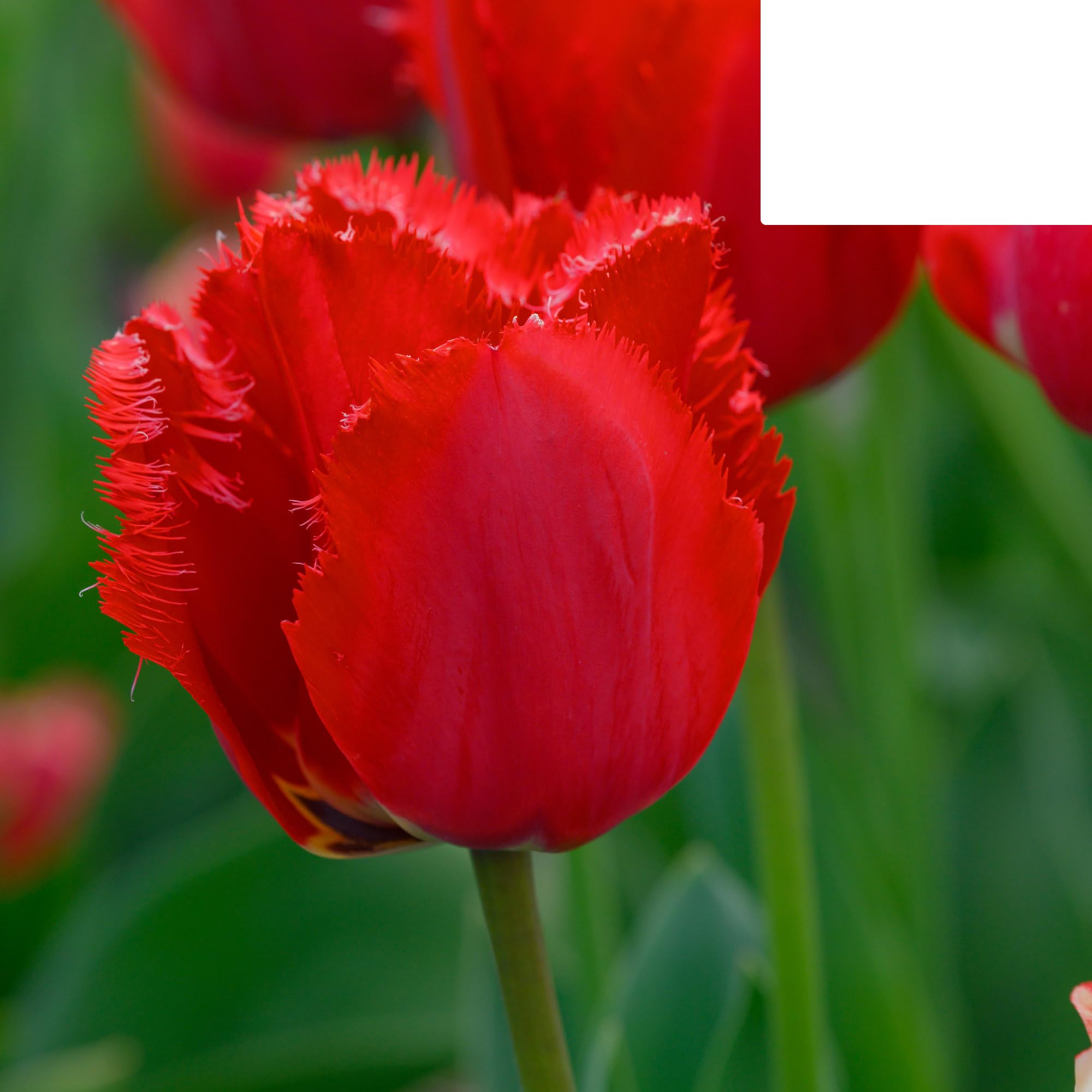 Bulbos de tulipán 'Masterpiece' | 20 Piezas | Tulipán rojo con borde dentado - 30-50cm - Ø5cm - bulbo de flor - Planta de jardín
