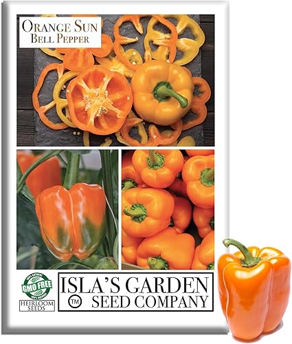 Semillas de pimiento Orange Sun Bell (Capsicum annuum) – Más de 100 semillas de reliquia sin OMG de Isla's Garden Seeds, pimientos naranjas dulces y