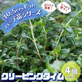 クリーピングタイム　根付き苗　分割10苗 クリーピングタイム 根付き苗 分割10苗 クリーピングタイム 根付き苗
