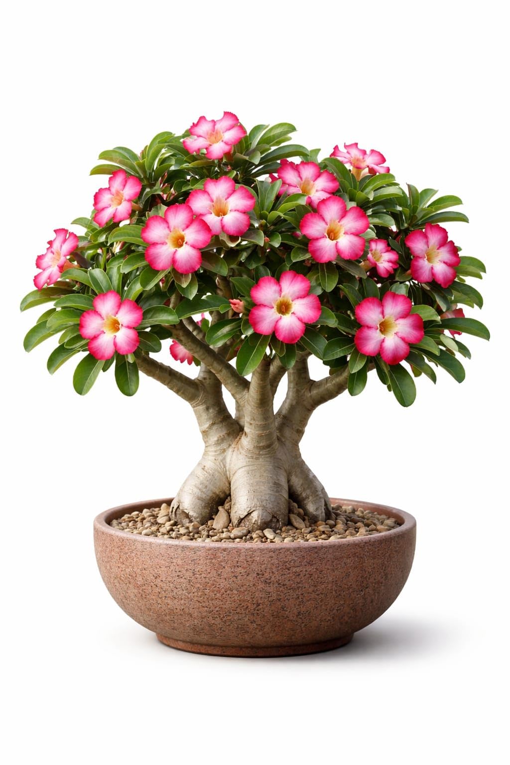 Multicolor Rosy Adenium Live Plant with Pot | Desert Rose Flowering Succulent Plant | Bonsai Style Indoor Outdoor Decorative Plant for Home Garden Balcony (Pack of 1)-image-4