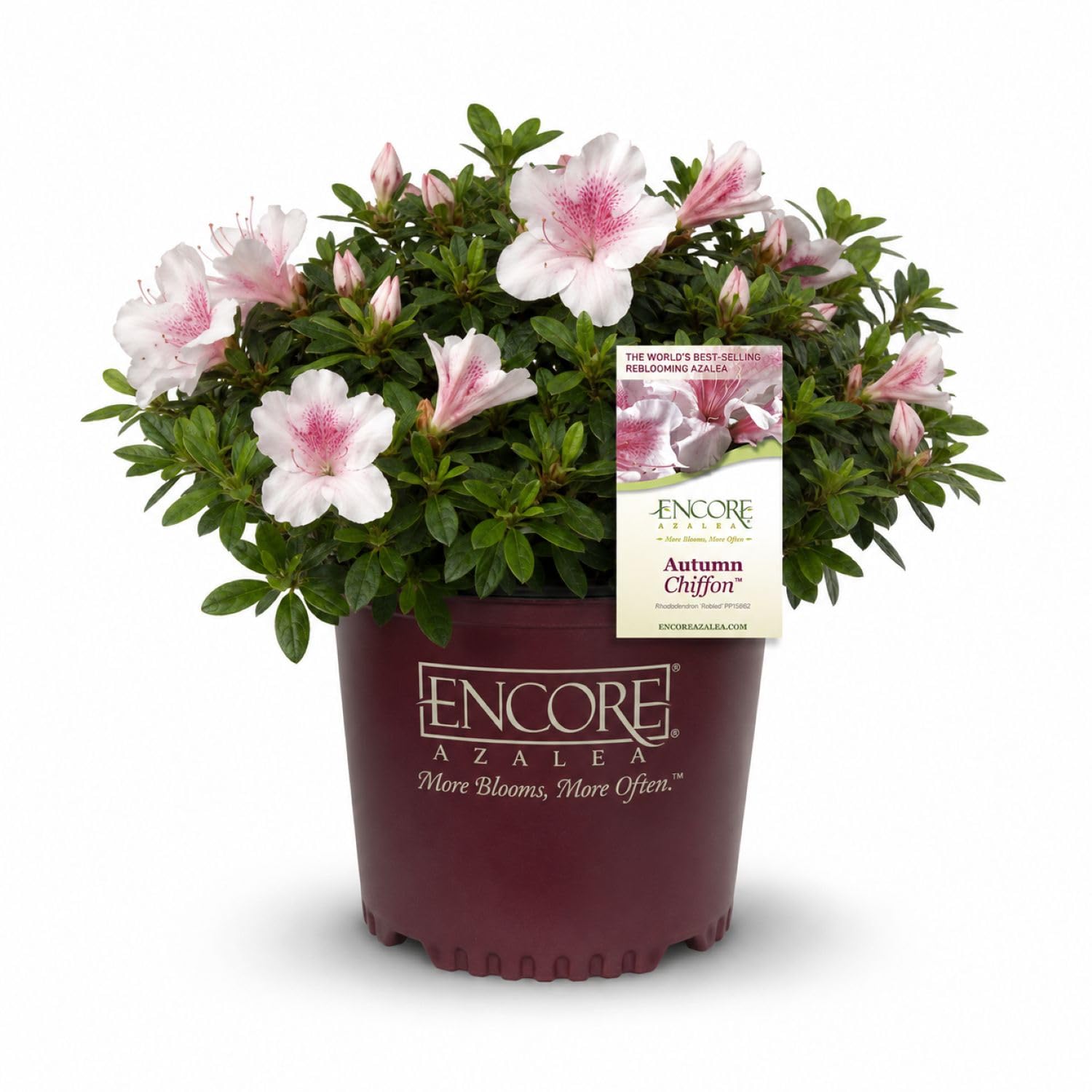 Encore Azalea Autumn Chiffon Pink