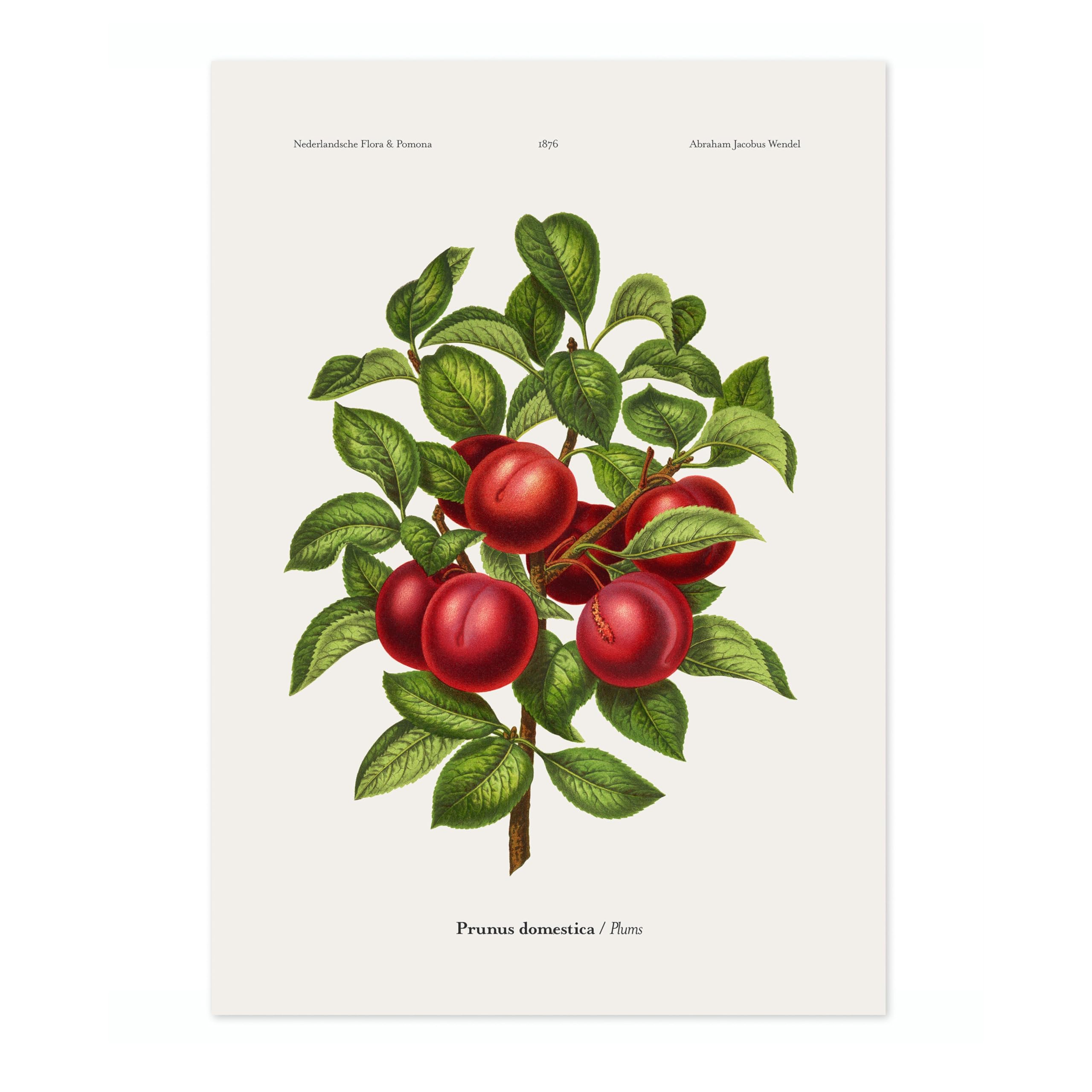 Plums A, J, Wendel Poster, Vintage Botanical Prints, Encyclopedia Retro Fruit Illustration Wall Art Plants, Kitchen Home Decor, 50x70cm (Print Only) - 50x70cm — image 1