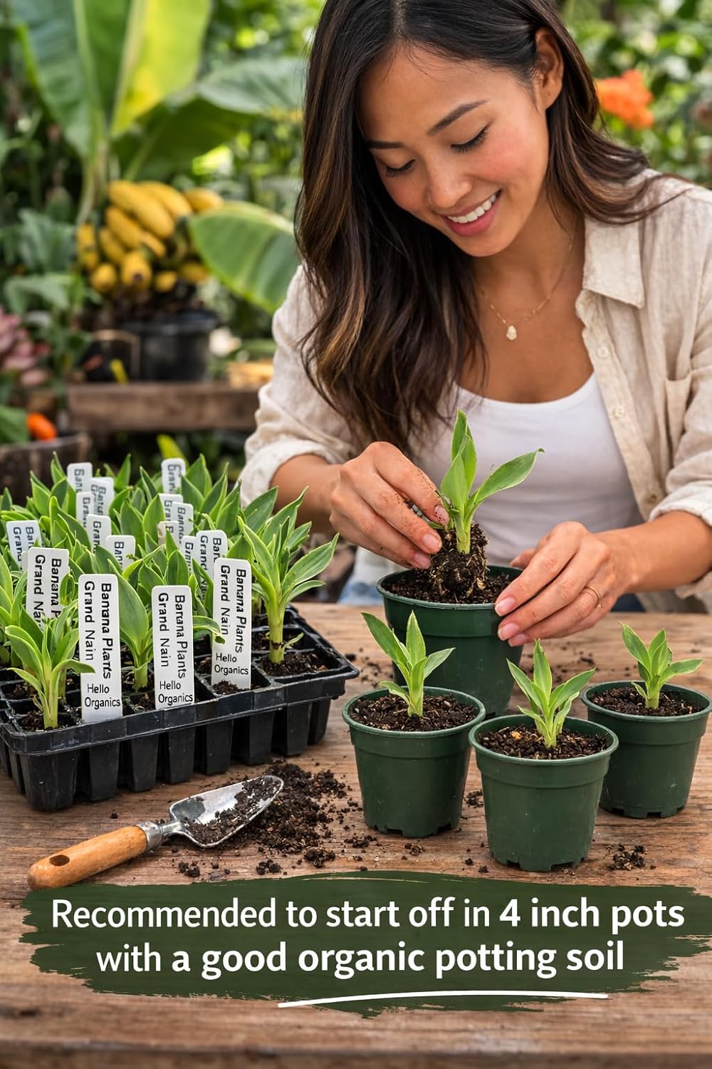 Banana Plants Grand Nain Includes Four (4) Plants with Hello Organics Tags