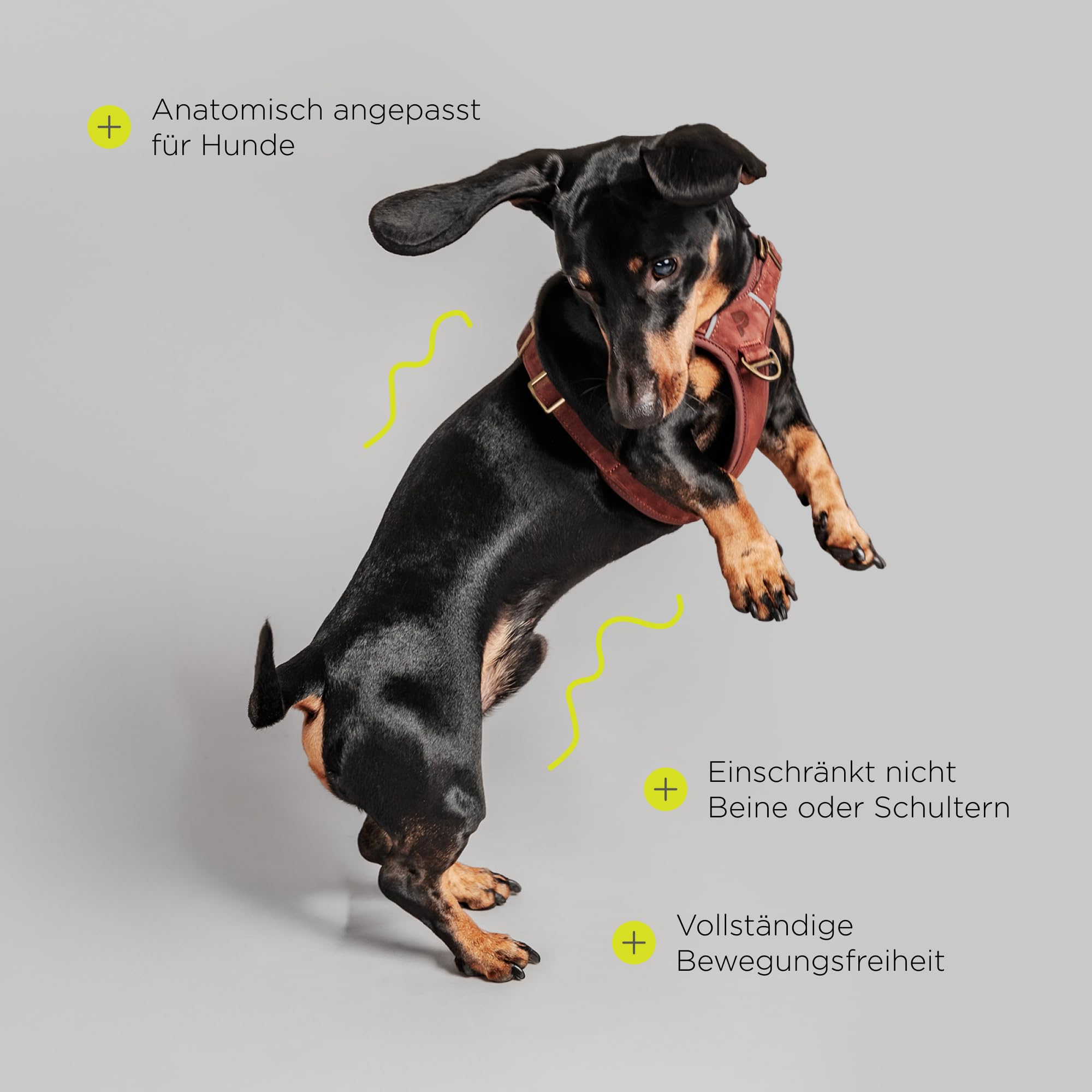 Lord Leder Hundegeschirr mit Guard-Konstruktion | Natürliche Rindsleder, für Mittlere Hunde, Komfort und Bewegungsfreiheit, Stabiles Führen an Der Leine