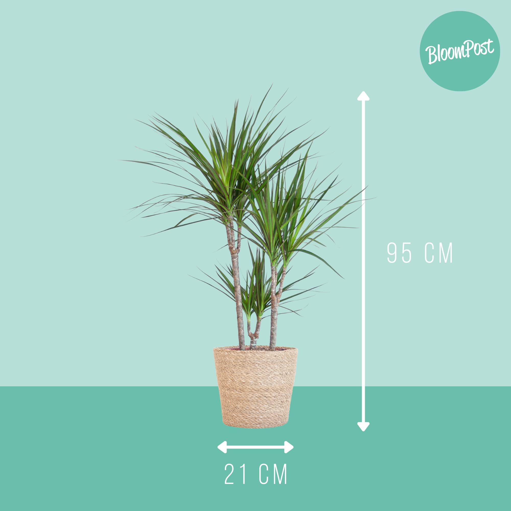 BloomPost Dracaena Marginata  90  100 cm zerinde  oda bitkisi  bakm  kolay oda bitkisi  ofis iin kolay yetitirilebilir oda bitkileri  saks  teslimat kapsamna dahildir : Amazon.com.tr: Bahe