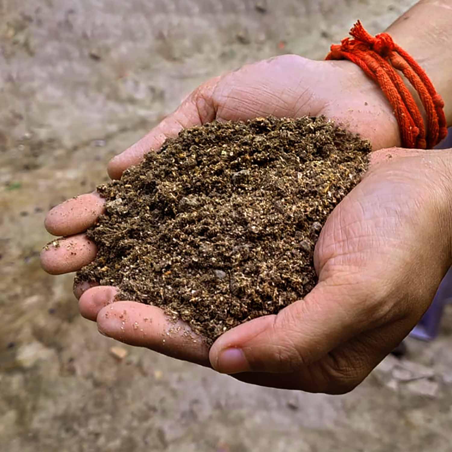 Gachwala Premium Mushroom Casing Soil (900 gm) - Nutrient-Rich Blend for Milky, King Oyster, and Button Mushrooms - Sterilized Topsoil, Ideal for Top Layer for All Kind of Mushroom-image-44