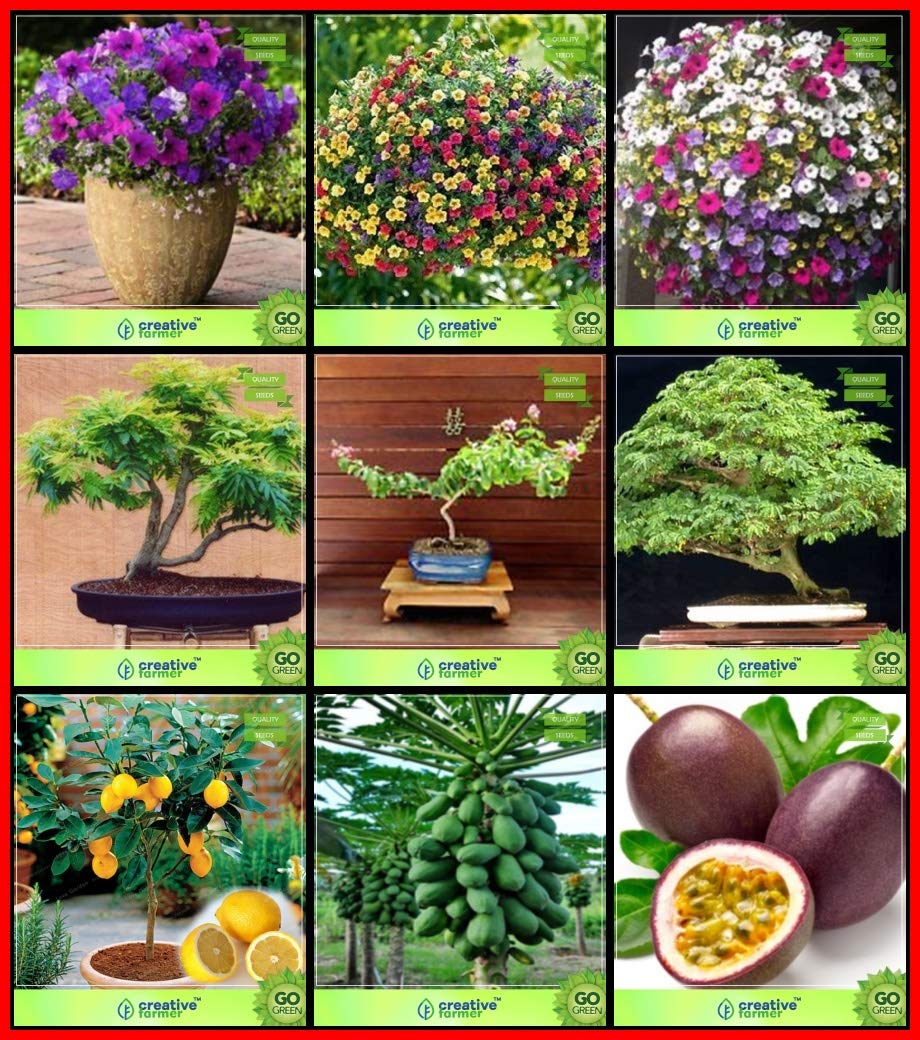 Buy Creative Farmer Terrace Garden Combo Flower and Fruit Lemon