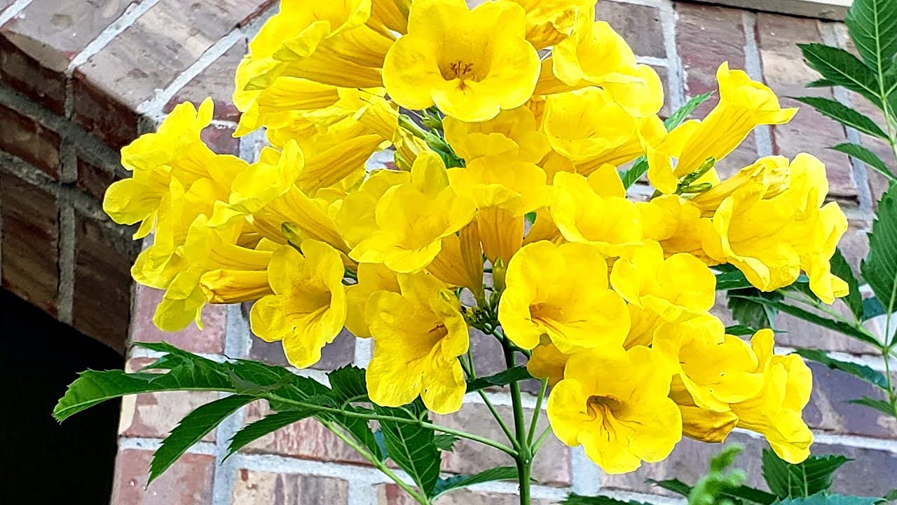 See full amazon price history chart for TECOMA ARGENTINA/TRUMPET BUSH TREE SEEDS FOR FARMING & GARDENING (200 GMS SEEDS PACK) TECOMA ARGENTINA/TRUMPET BUSH TREE SEEDS FOR FARMING & GARDENING (200 GMS SEEDS PACK) (B09BGNQPBM) Amazon Price History, Amazon Price Tracker