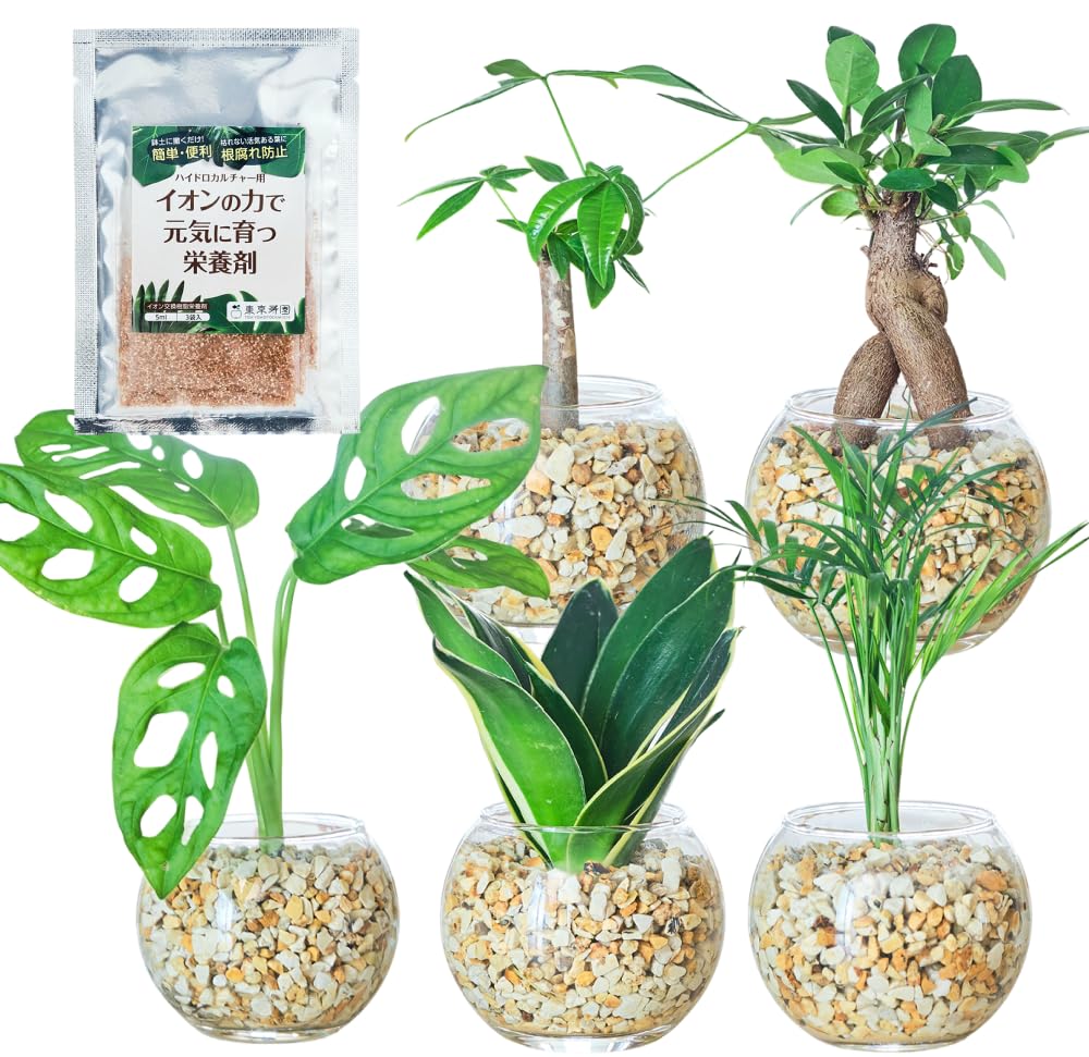 Amazon｜東京寿園 観葉植物 5点セット ハイドロカルチャー 本物 ミニ