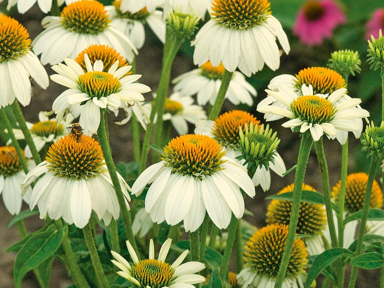 Greenwood Nursery Pow Wow White Coneflower