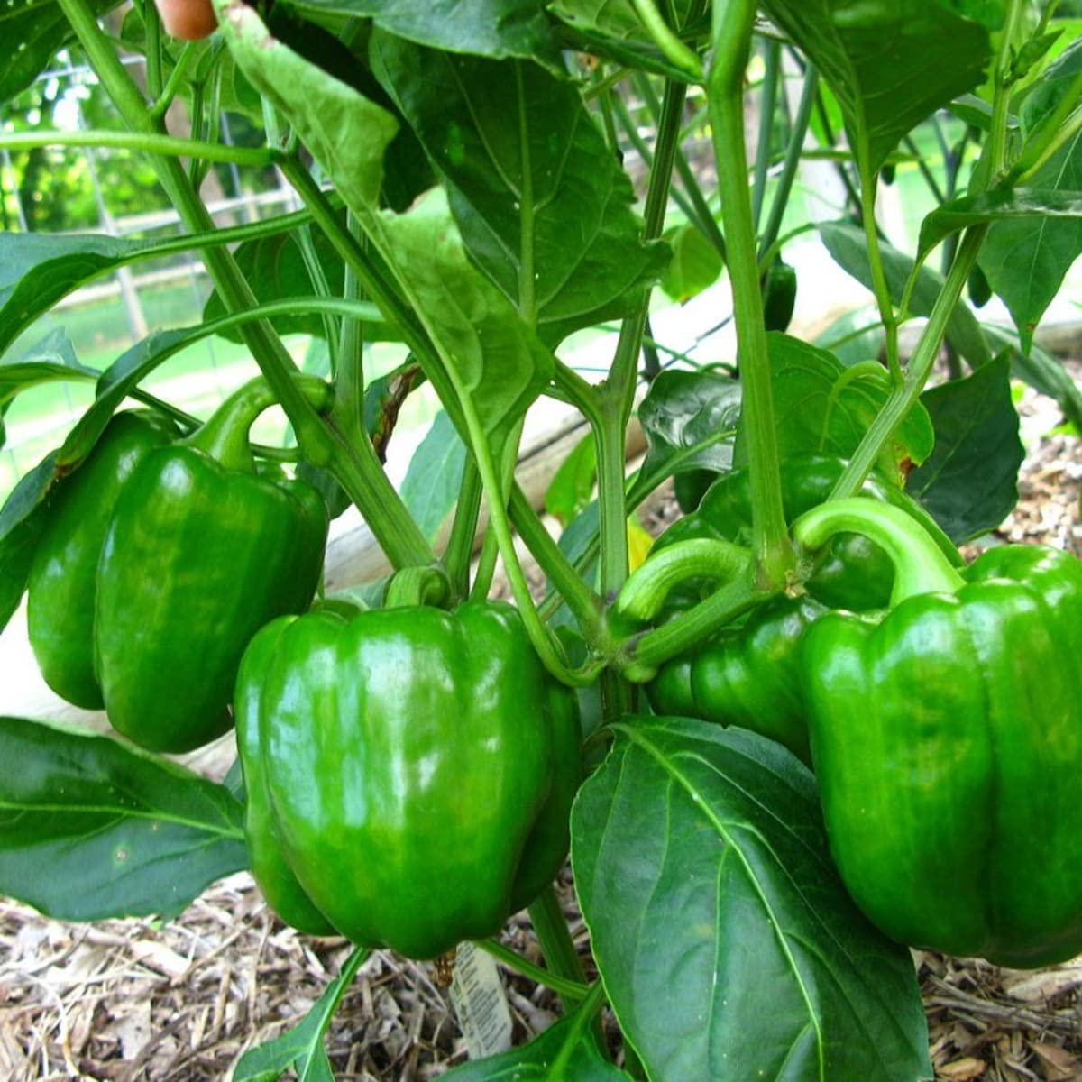 GrowZid Green Capsicum Shimla mirch Outdoor Gardening Vegetable Plant Seeds Pack (B0B8S9KCMP) Amazon Price History, Amazon Price Tracker