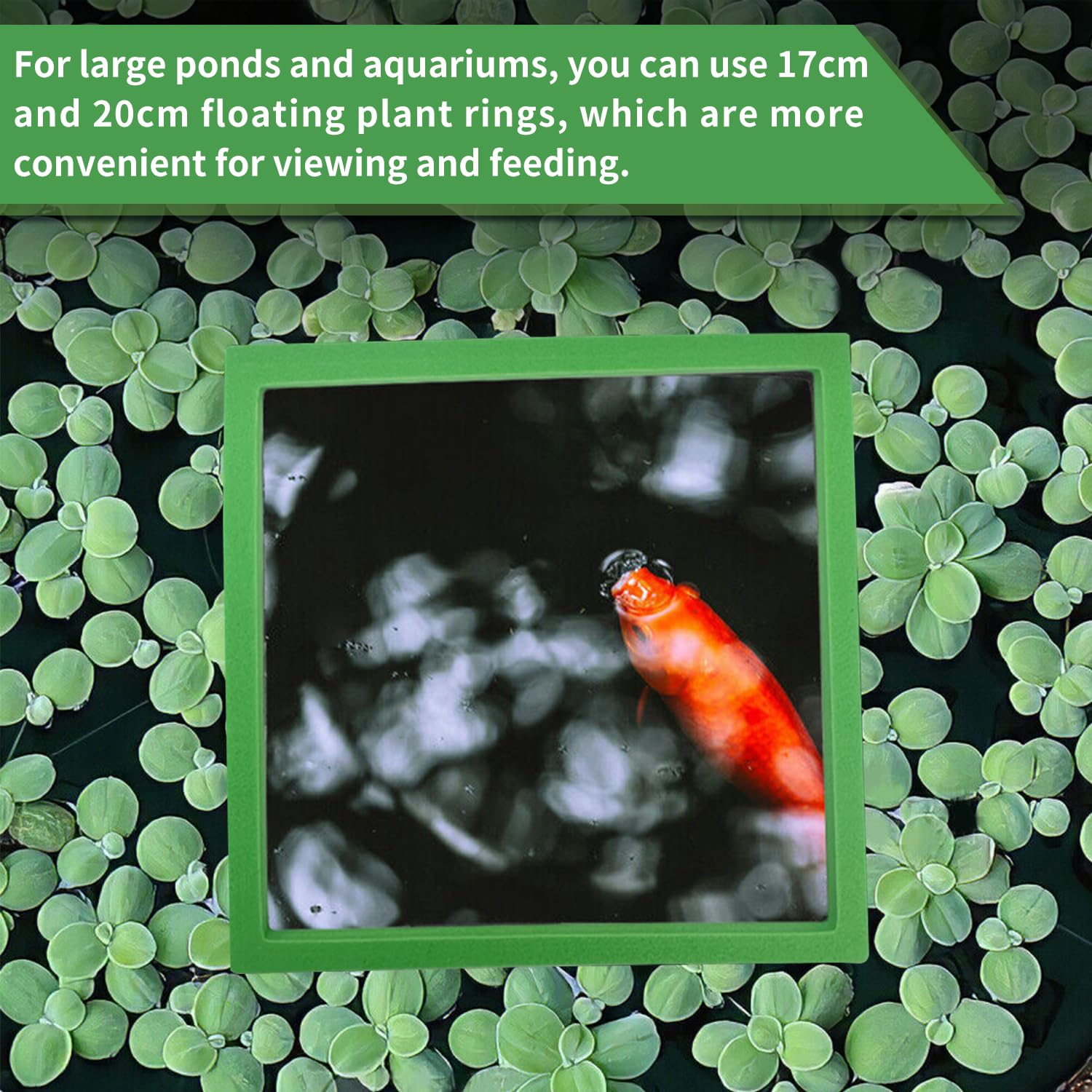 10 Pièces Anneaux de Plantes Flottantes d'Aquarium, Ronds et Carrés Anneaux d'alimentation pour Poissons 5 Tailles Corral de Plantes Flottantes Anneau de Plantes d'Aquarium