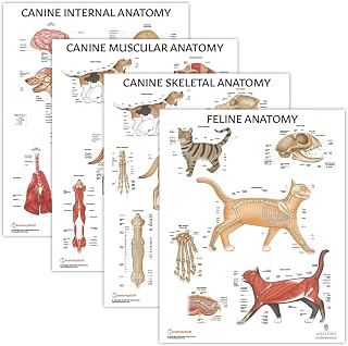 Anatomy Lab 4-Pack Canine & Feline Anatomy Poster Set, Laminated, Veterinary Anatomy Physiology, 17.3 x 22.5 Inches, Anatomical Diagram for Education & Learning