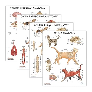 4 PACK Canine Anatomy and Feline Anatomy Poster Set, LAMINATED, Veterinary Anatomy Physiology, 17.3 x 22.5 Inches, Anatomical Diagram for Education Learning and Students