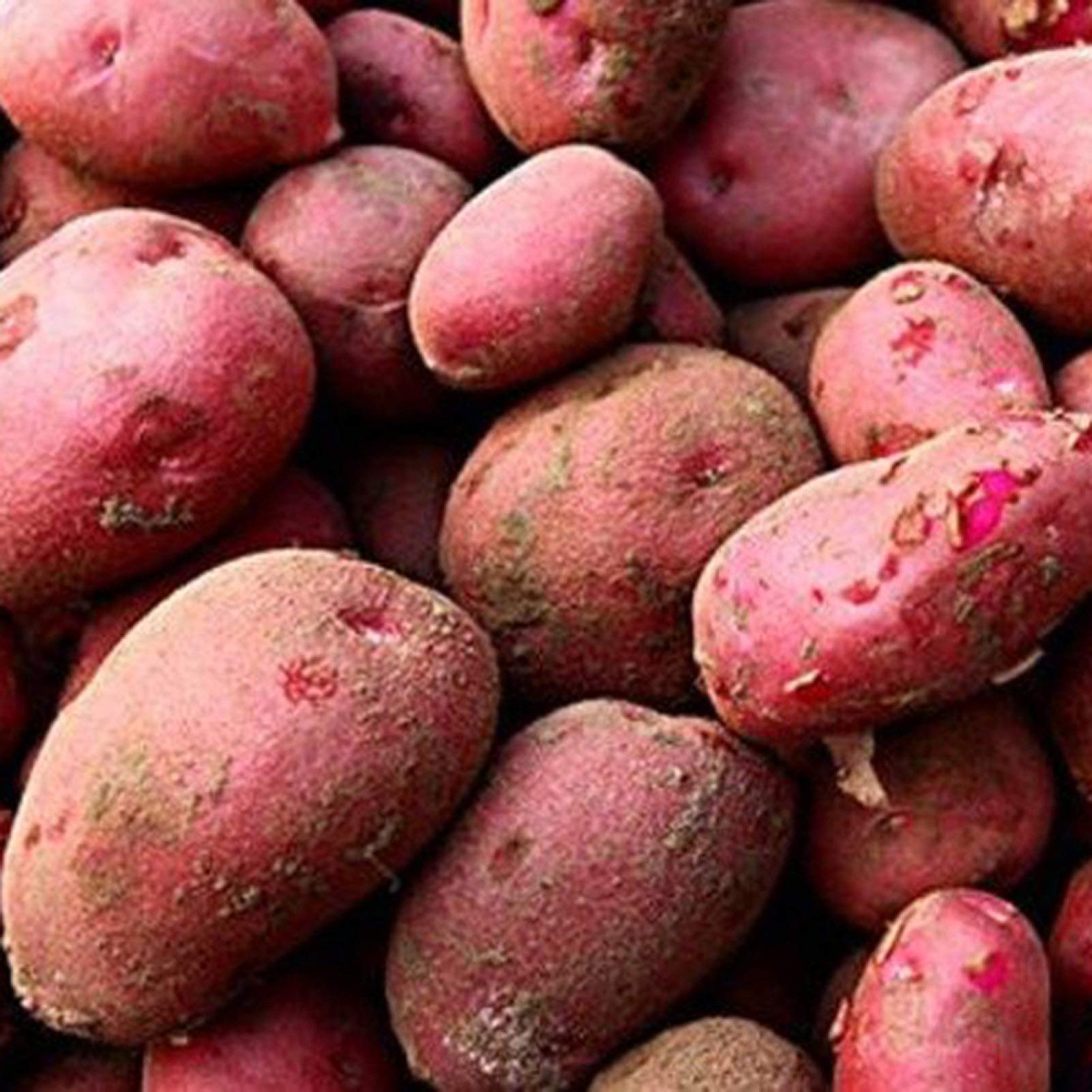 GGOOT Seed for Planting,20Pcs Potato Seeds Garden Nutritious Delicious Vegetable Farm Field Planting-Potato Seeds
