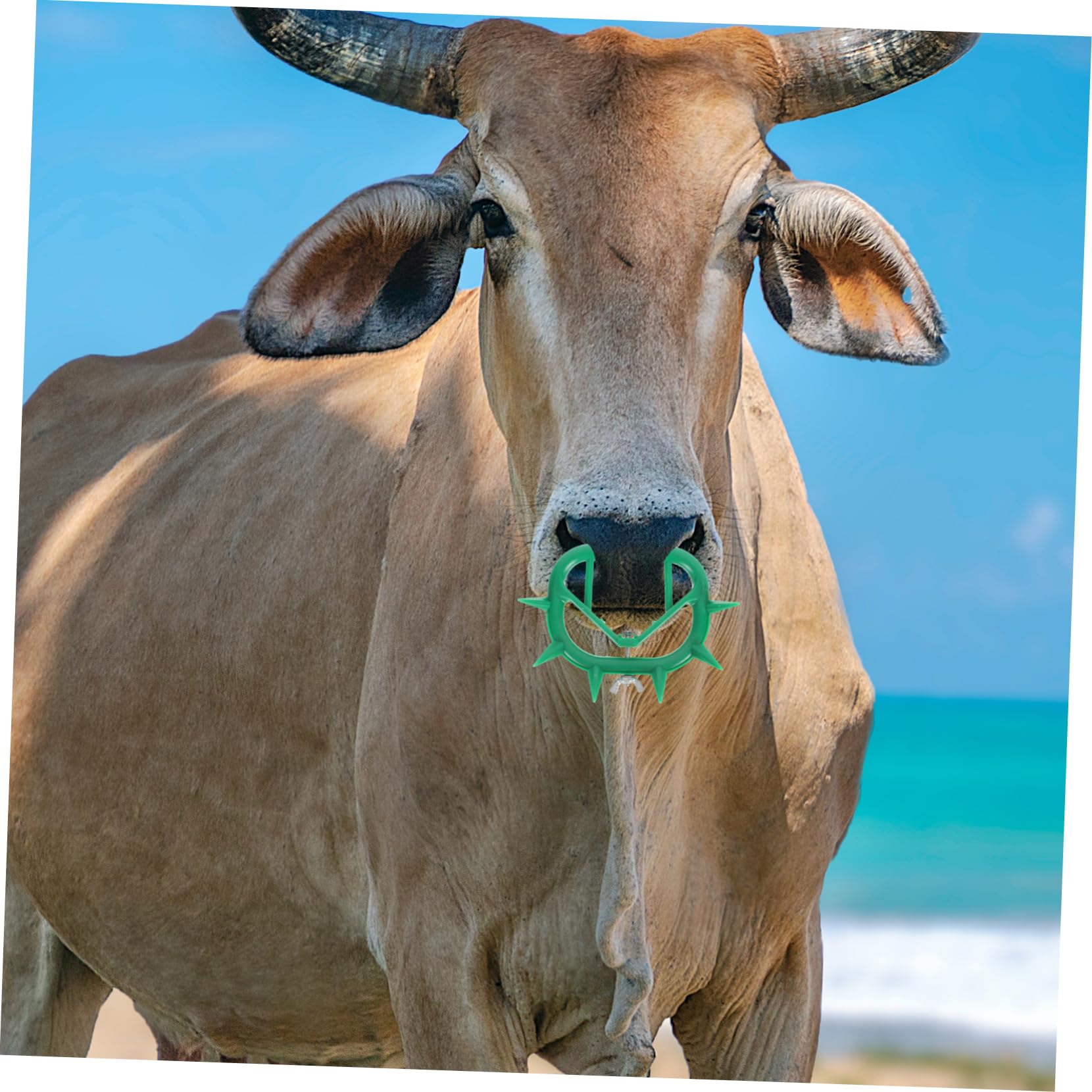 KONTONTY Nose Ring for Cattle 6pcs Calf Weaning Tool Weaner Clip Made of Pp Simple Operation Farming Essential