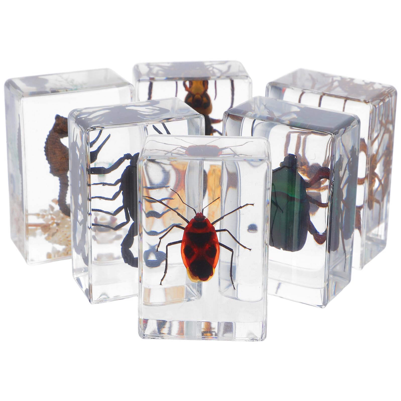 GALPADA 6 Pièces Spécimens Insectes en Résine Science, Presse-papiers Élégant en Résine, Décoration Bureau et Espace de Travail, Collection Éducative Biologique