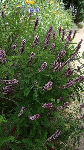 Miniatura 1 de 50 semillas de flores de amorpha nana índigo falso fragantes (índigo salvaje enano)