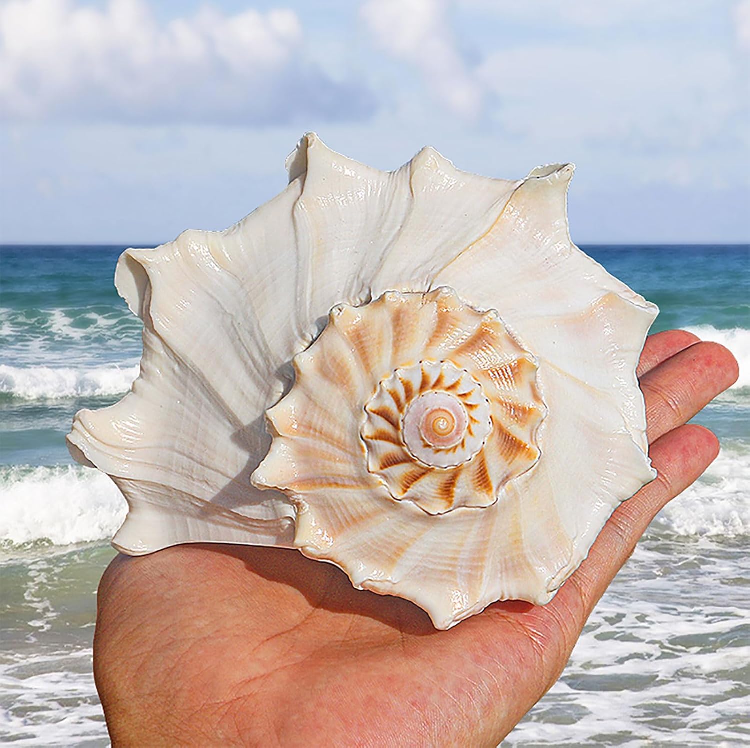 Shells Natural Conch Shell Large Natural Ocean Conch 4-7 Inches Shells for Beach Theme Party Wedding Home Decor DIY Crafts Fish Tank and Shell Collectors(G)