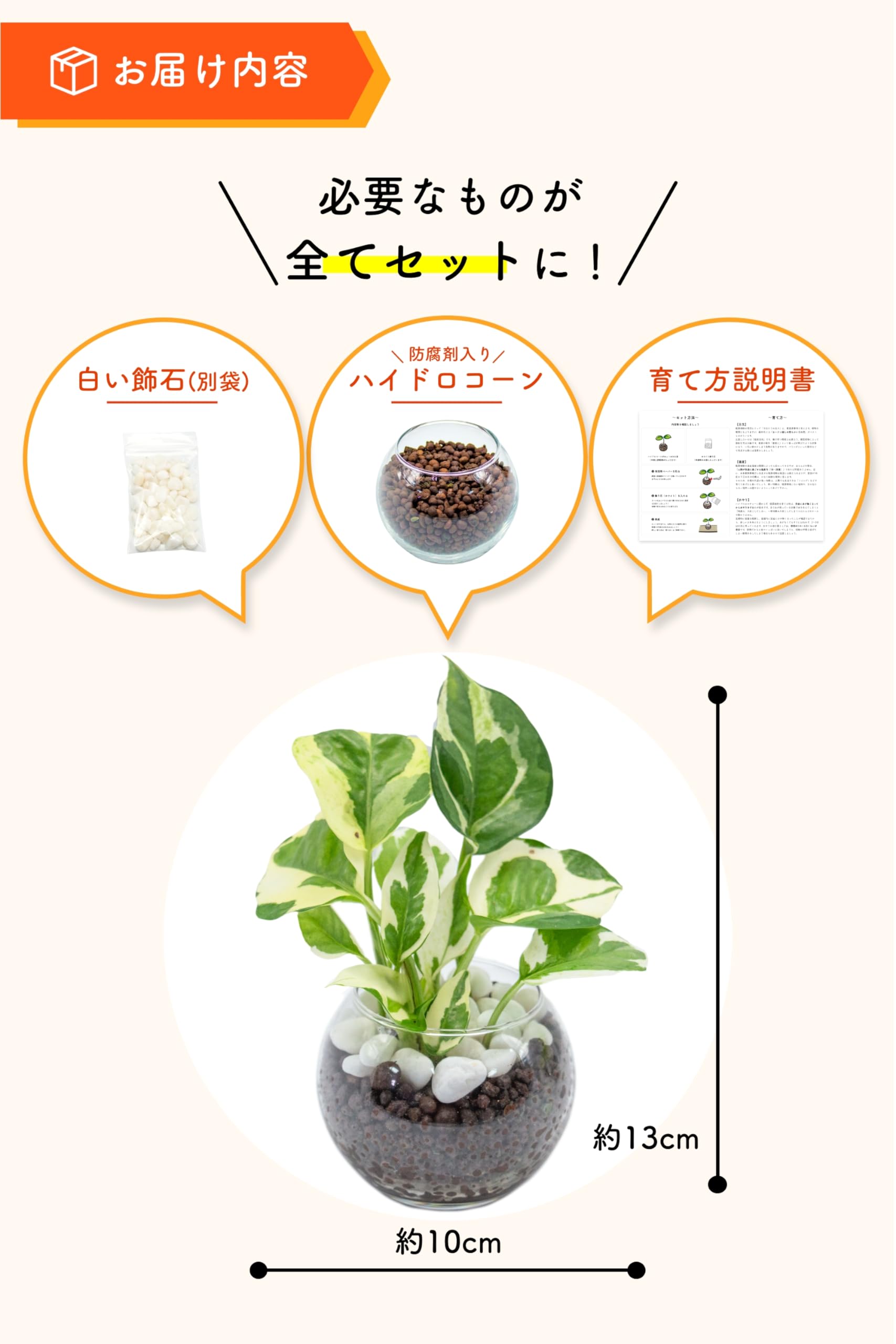 Amazon｜[ miipas ] ポトス ハイドロカルチャー 観葉植物 本物