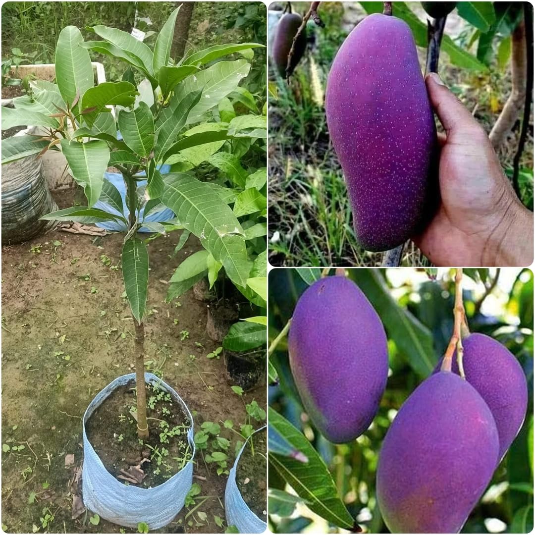 See full amazon price history chart for Rukonza Purple Original Miyazaki Mango Plant Miyazaki Mango Plant Original Rare Grafted Live Fruit Plant Type-Taiyo No Tamago Eggs Of Sun Rukonza Purple Original Miyazaki Mango Plant Miyazaki Mango Plant Original Rare Grafted Live Fruit Plant Type-Taiyo No Tamago Eggs Of Sun (B0D76ZSBNK) Amazon Price History, Amazon Price Tracker
