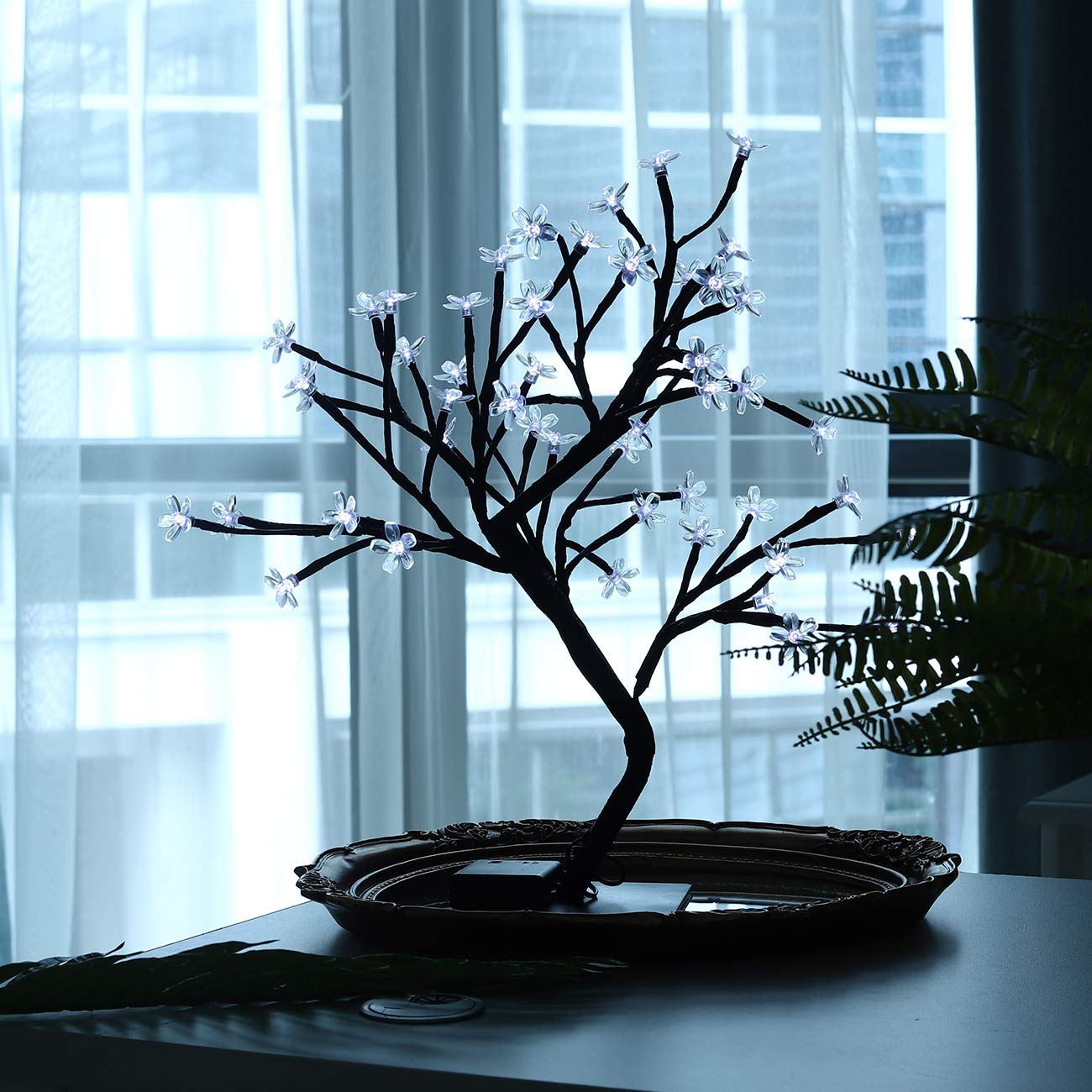 elm bonsai Chinese Lacebark Elm Bonsai Tree | Indoor/Outdoor main image 0