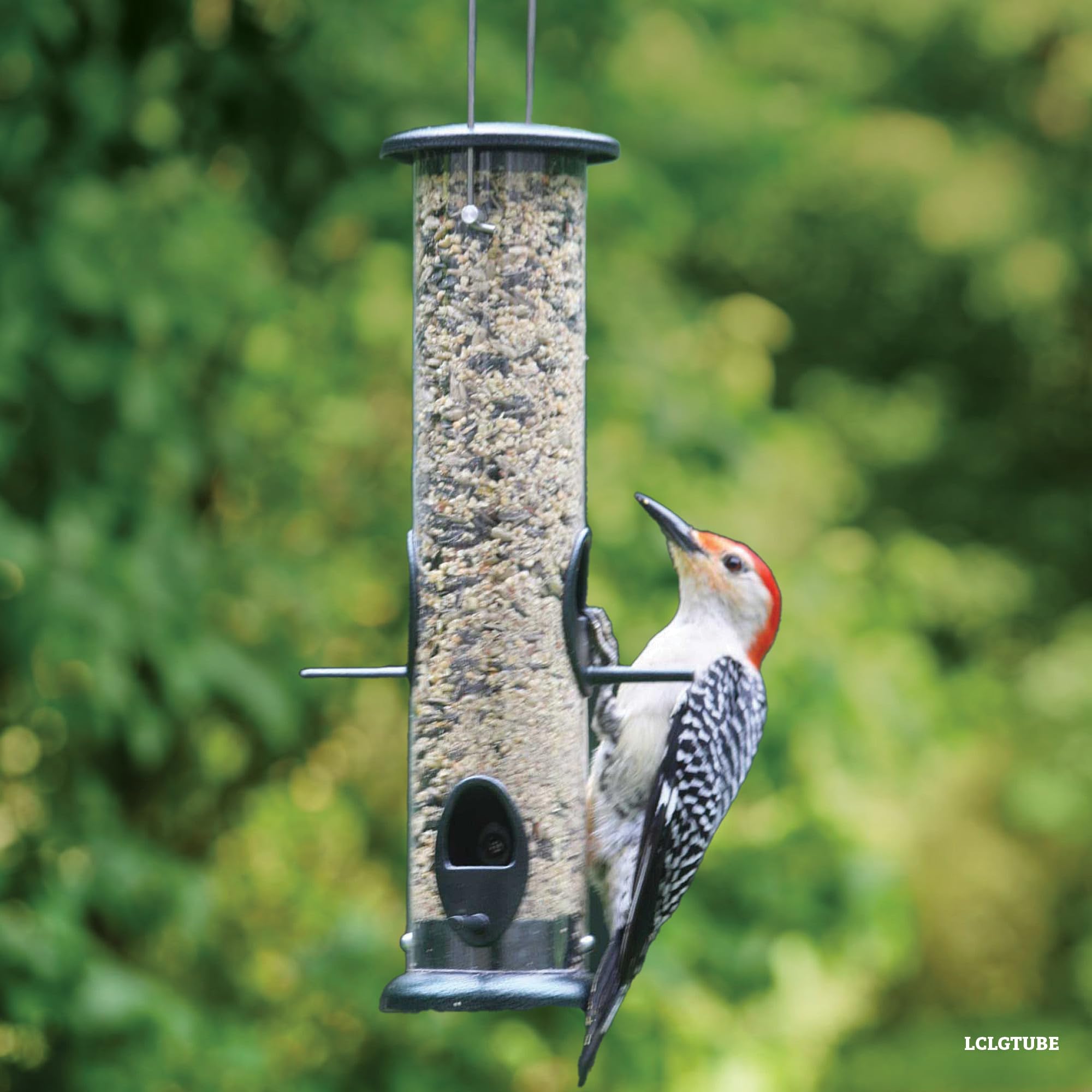 Birds Choice Alimentador de Tubo de 3 Tazas, 4 Puertos