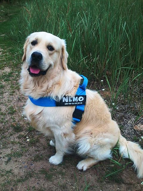Foto 7 de 8 de Luminous Shop compatible con Julius-K9 - Adhesivo de autoadherente para arnés para perros