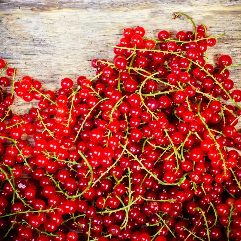 Currant Plant Live, Red Currant Bush Live Plant for Planting, 6 to 8 Inc Tall (Red)