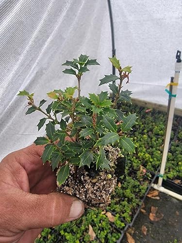 Miniatura 1 de 1  - Té de oliva aromático de princesa enana osmanthus Kaori Hime planta viva - planta de inicio M