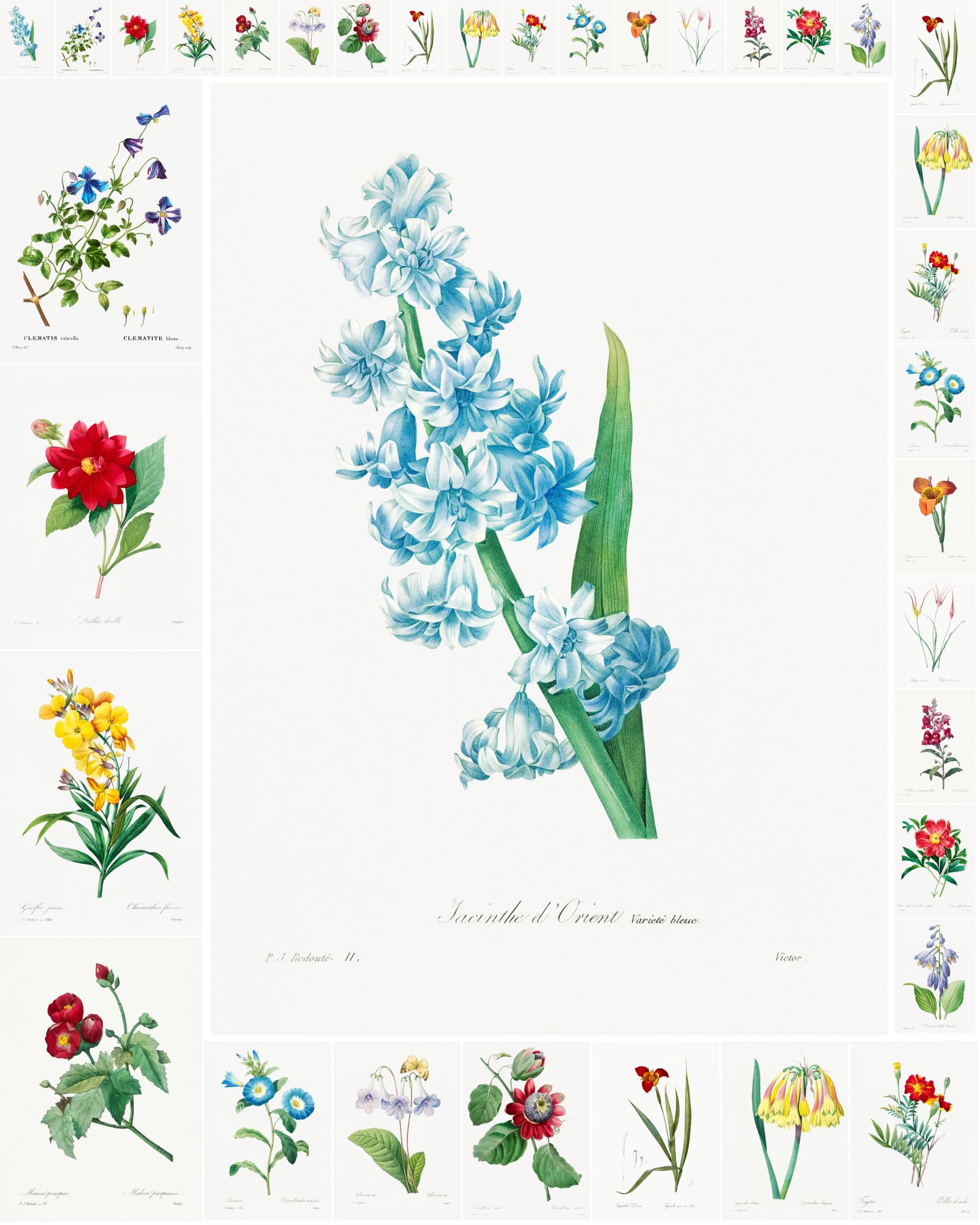 Papier pour découpage de collection Flonz illustrations de fleurs