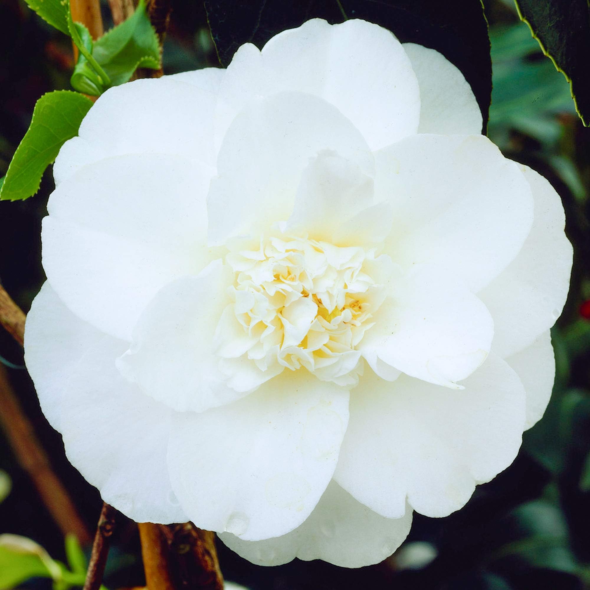 Camellia Japonica Miss Lyla | Evergreen Dense Flowering Garden Shrub in Pot