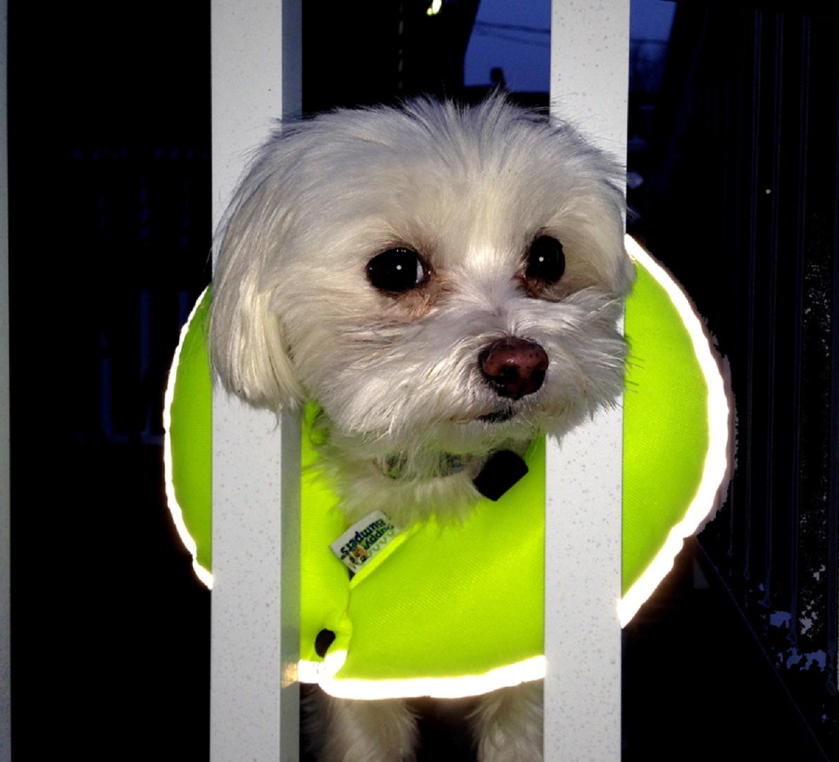 Reflective Glow Pups Bumpers - Keep Your on The Safe Side of The Fence... and FIND him in The Dark! 13-16"