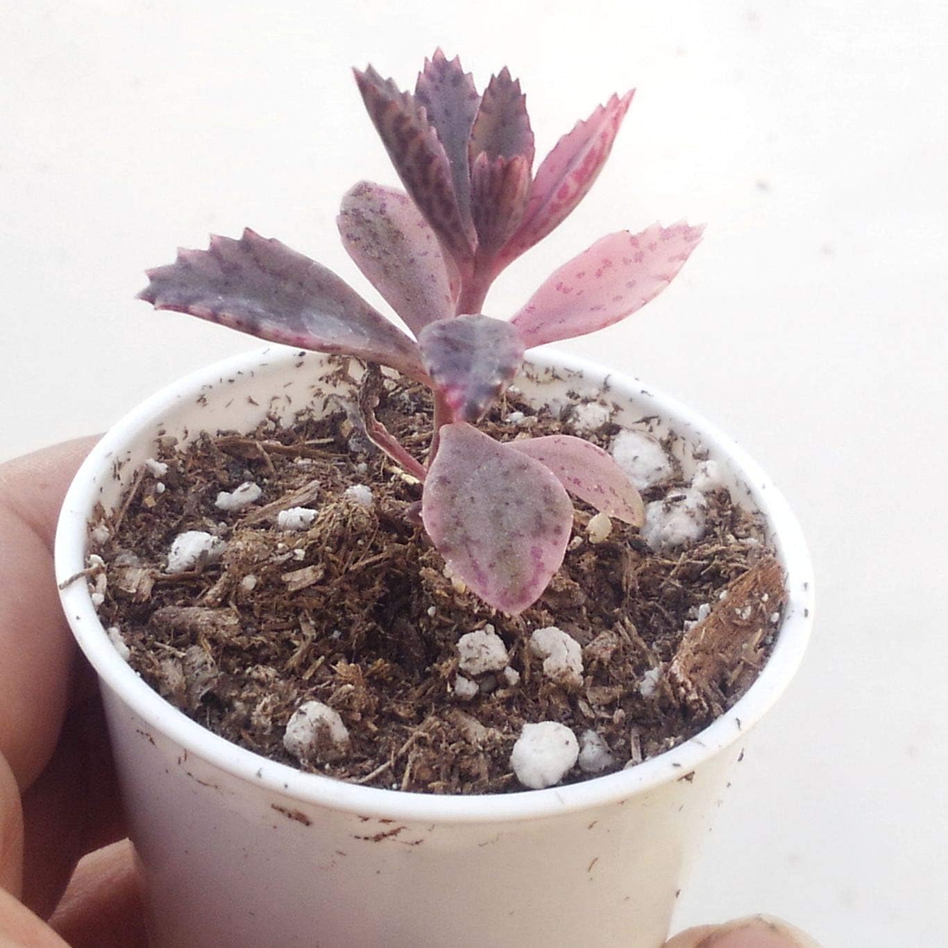 Kalanchoe Pink Butterflies in Small 2 inch Pot