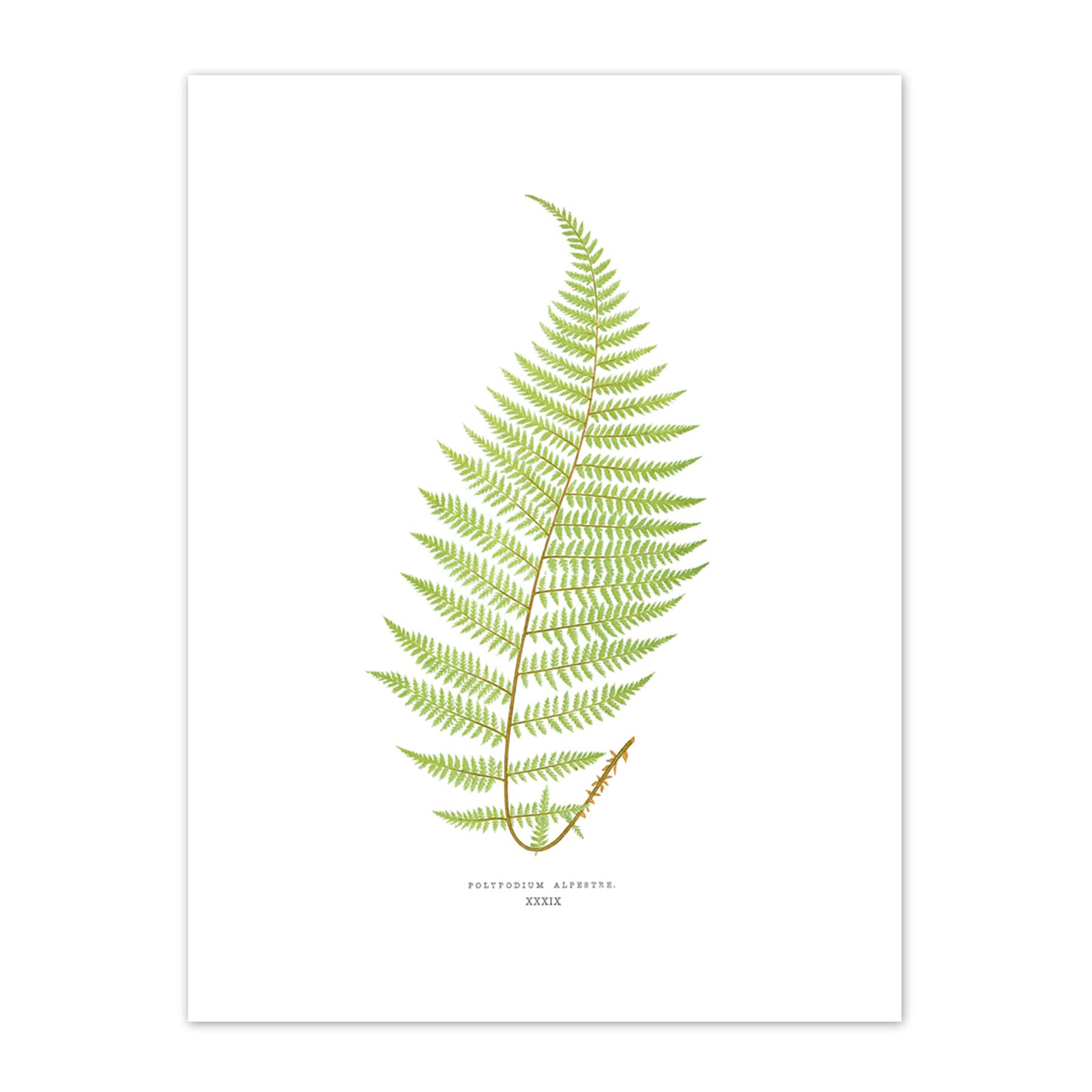 Wee Blue Coo Fern Polypodium Alpestre Art Print Canvas Premium Wall Decor Poster