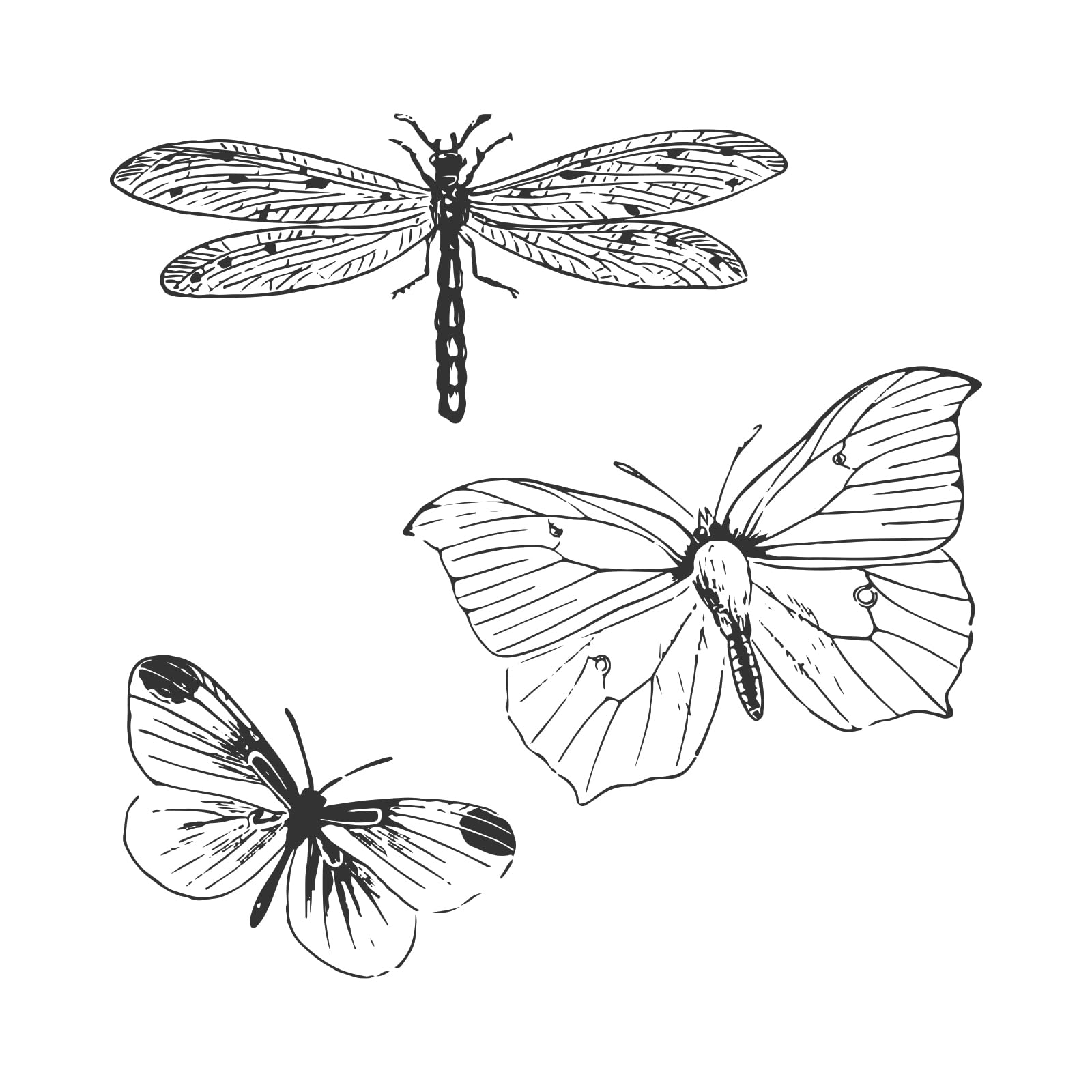 Sizzix Framelits Dies & Stamps - Engraved Wings by 49 and Market, Clear/Silver - Image 3