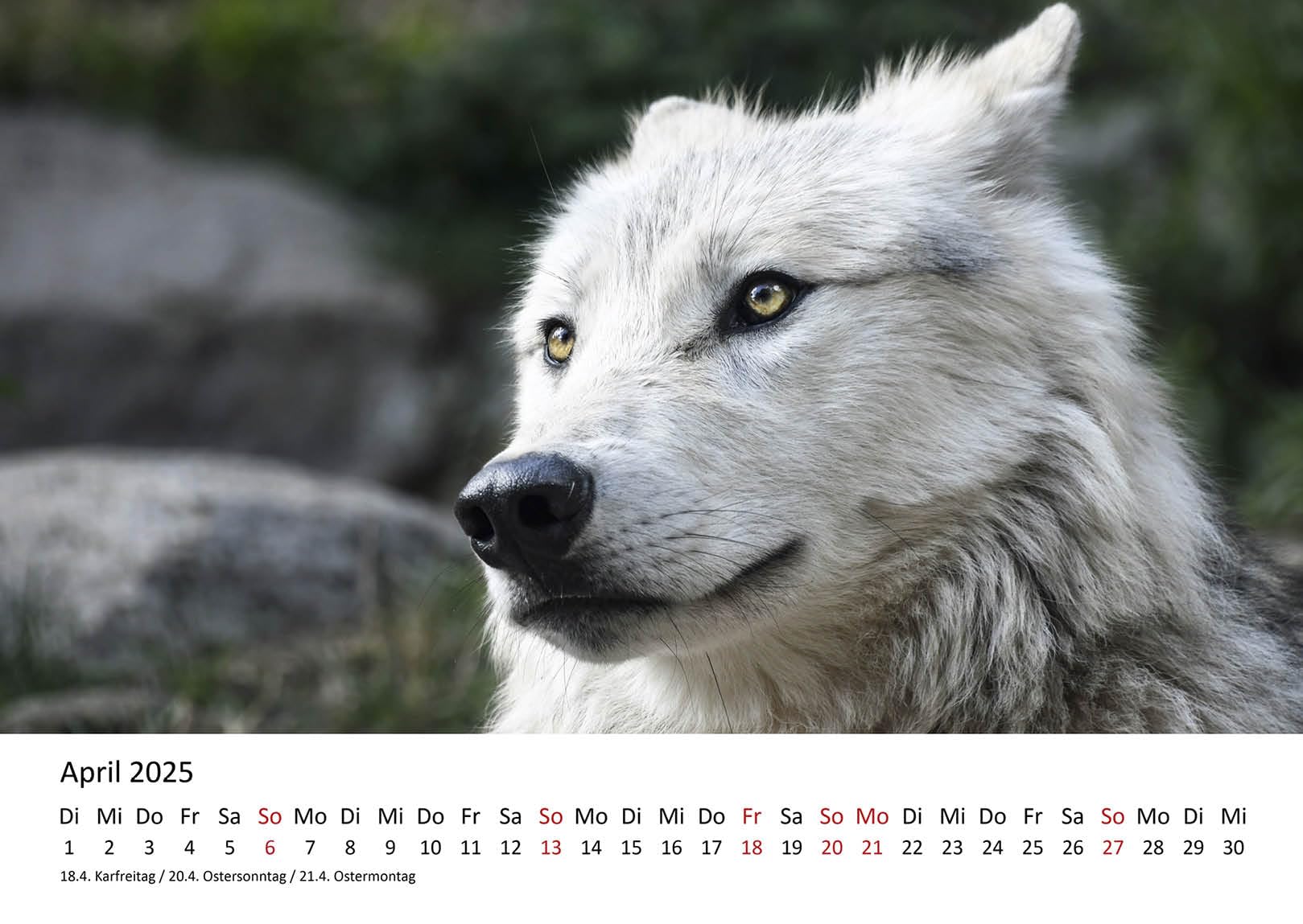 Buying Wolves Calendar 2026? Order easily online