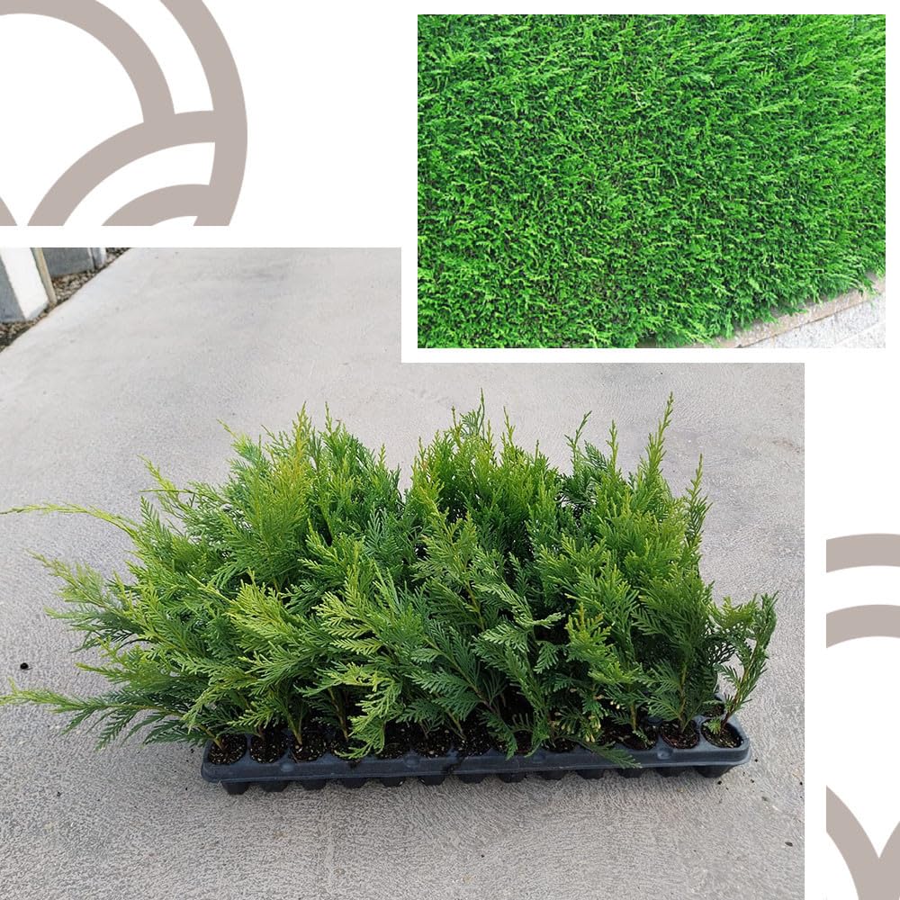 100 Uds Ciprés Leylandi (Leyland, Leilandi) 15-30 cm | Arbusto Siempreverde para Setos Vivos, Cerramientos Naturales y Pantallas Vegetales | Crecimiento Rápido y Fácil Mantenimiento