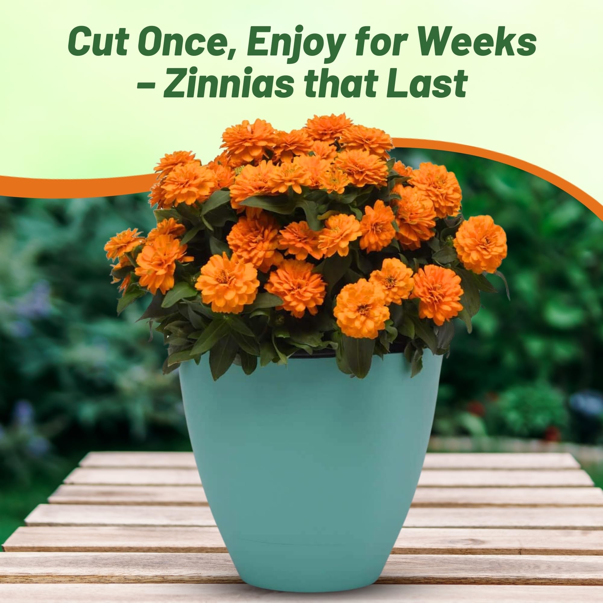 Amazon.com : Outsidepride Double Orange Bright Zinnia Seeds for