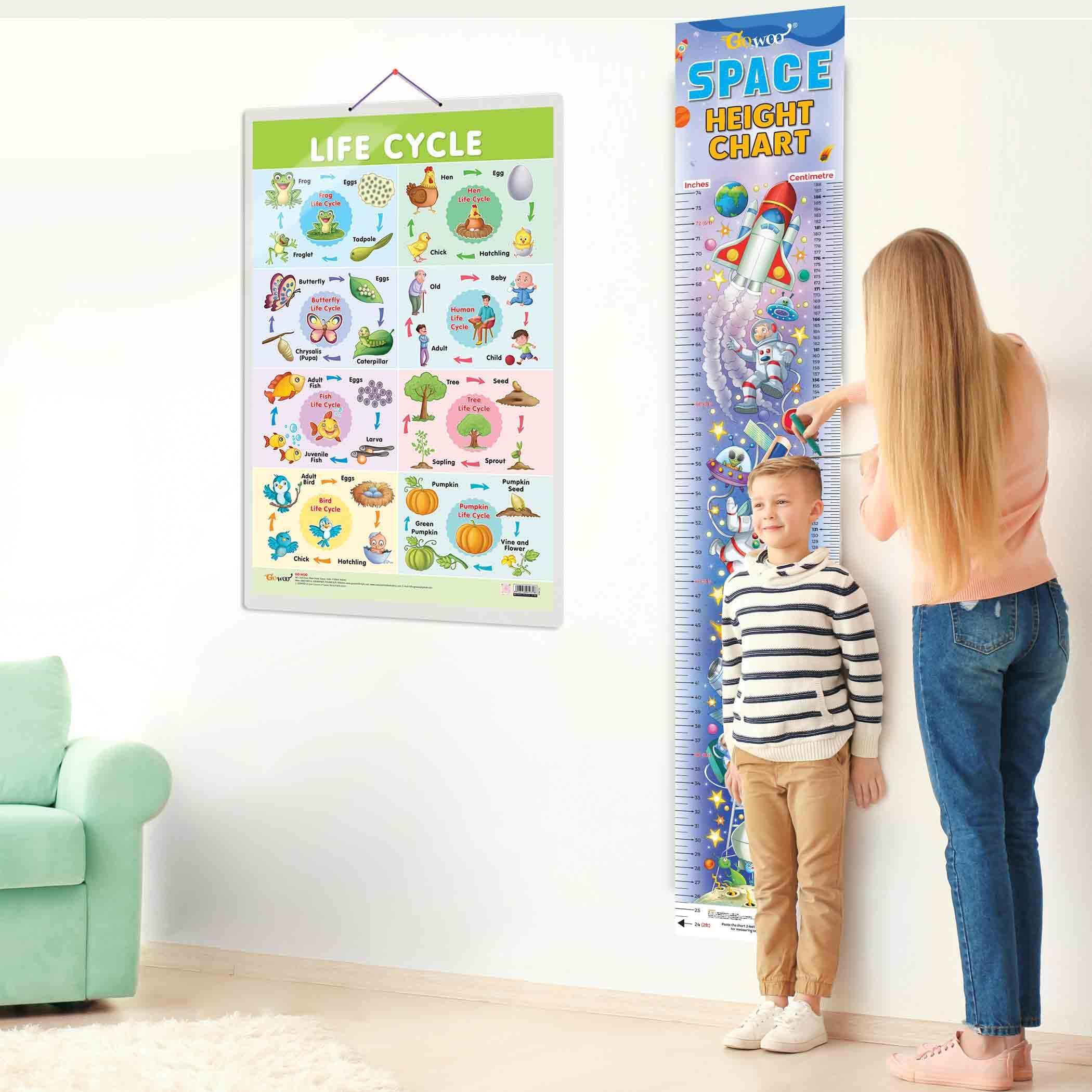 GO WOO Life Cycle Chart and SPACE HEIGHT CHART | Set of 2 charts 1 Educational + 1 Height Chart | Interactive Combo of Life Cycle Chart and Space Height Chart Combo for Young Explorers