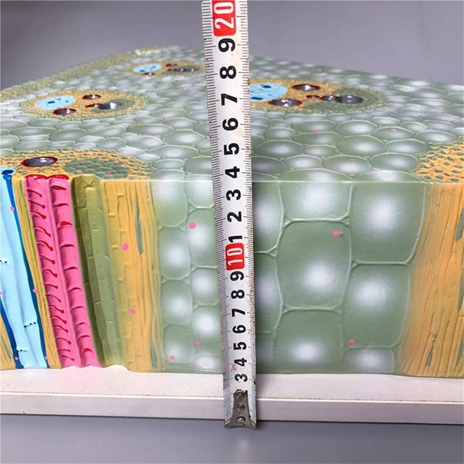 Pflanzen-Querschnitt-Zellgewebe-Biologie-Lehrmodell,