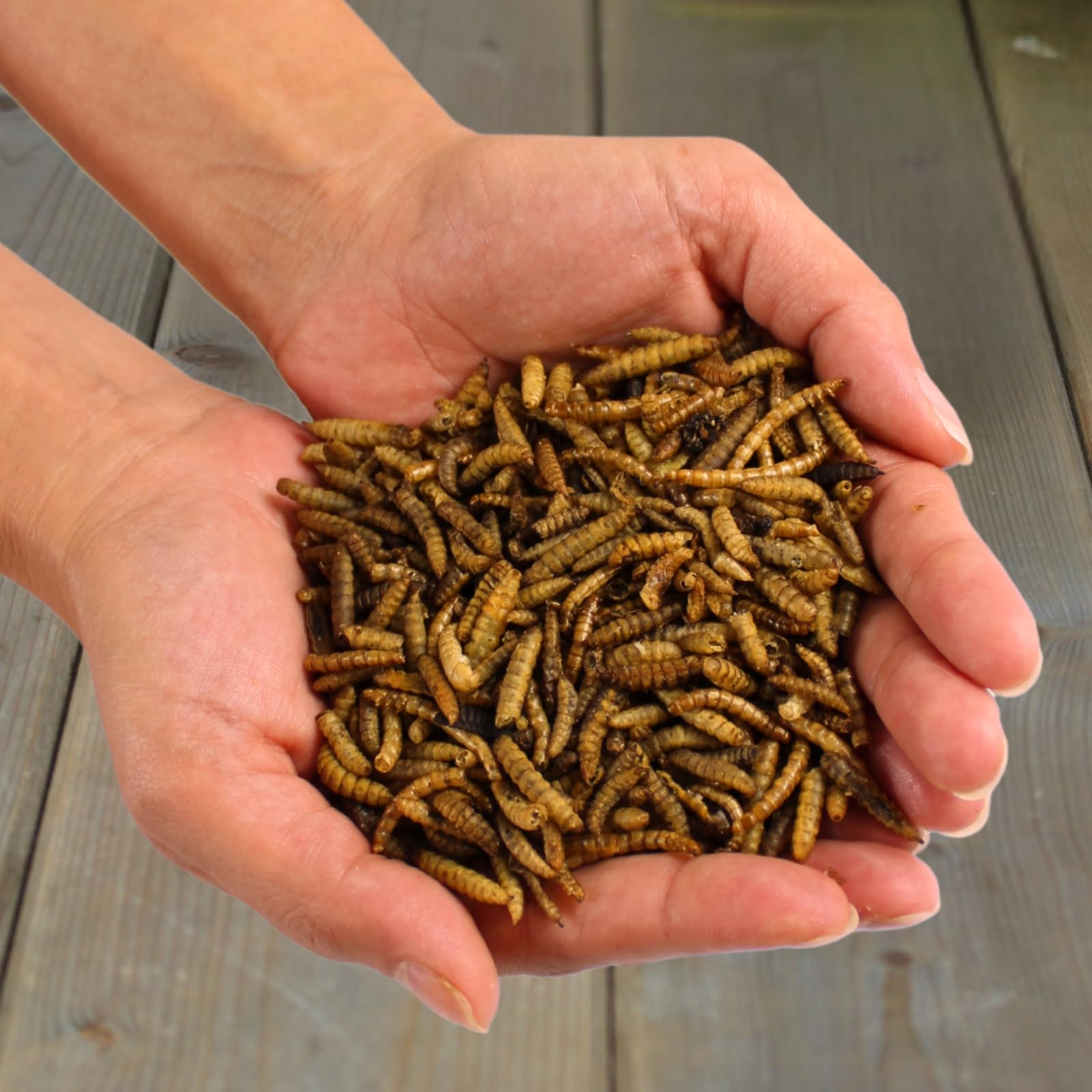 Lyra Pet® 10 kg vers de farine Mélange de larves de mouches soldats séchées Riche en protéines Nourriture naturelle pour oiseaux rongeurs