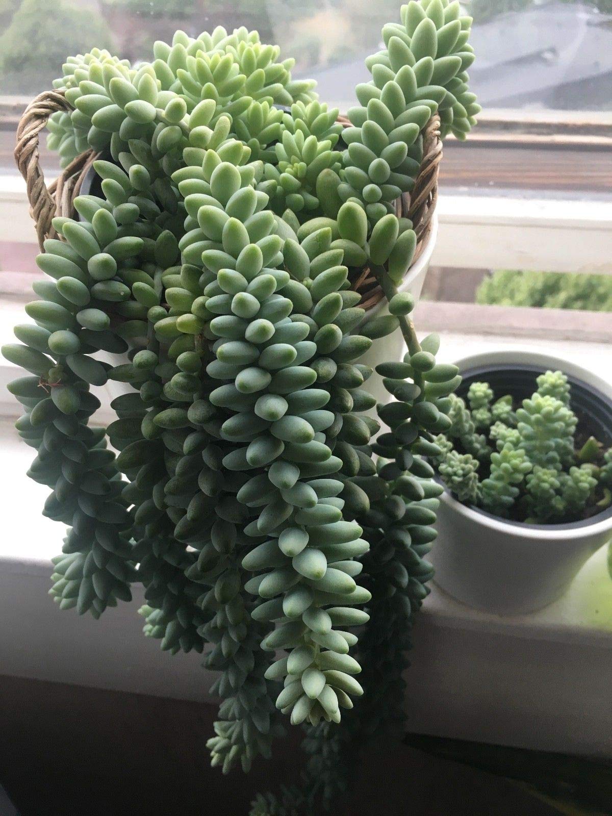 Sedum Morganianum Burrito - Bewurzelte Sukkulenten Pflanzen