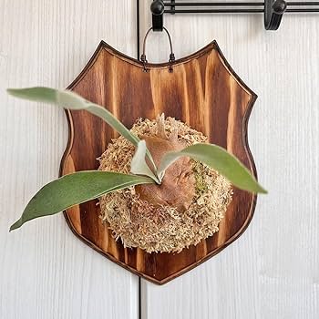 Amazon｜【おしゃれな壁掛け観葉植物】ビカクシダ ベイチー Sサイズ