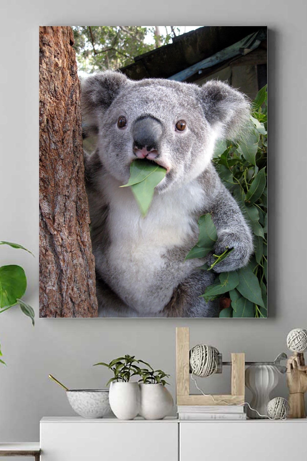 Postermanya (pster16678) Koala Hayvan Kanvas Tablo 40 x 60
